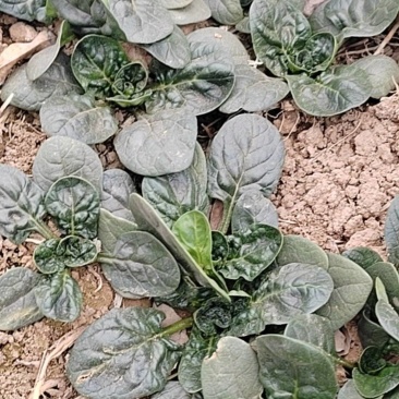 露天趴地菠菜