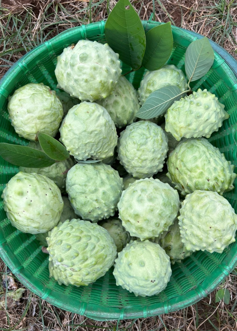 凤梨释迦果