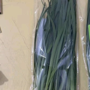 优卡鲜韭菜，无农残，做好每一根，品质优可视频看货欢迎咨询