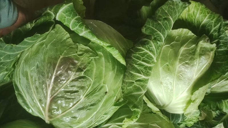 【有优惠】不是甘蓝包菜卖的贵，而是产地没找对关系联系要货
