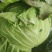 【春节促销】江西赣州自家种植圆包菜大量上市产地直发电话联系
