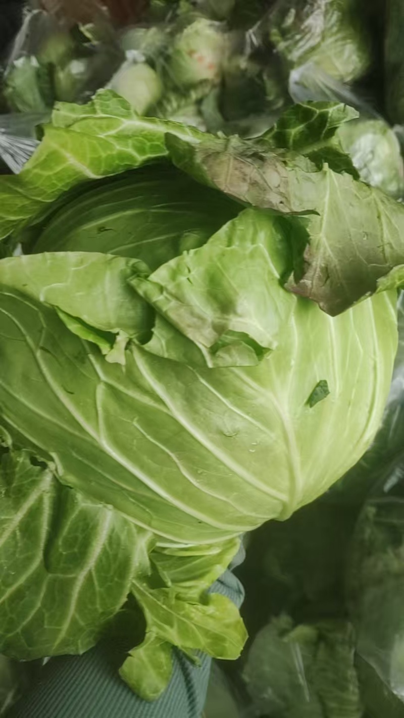 【春节促销】江西赣州自家种植圆包菜大量上市产地直发电话联系