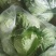 【春节促销】江西赣州自家种植圆包菜大量上市产地直发电话联系