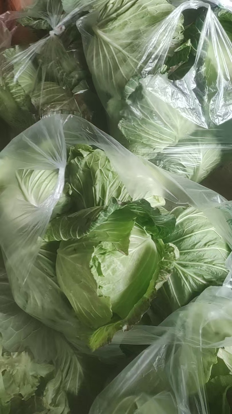 【春节促销】江西赣州自家种植圆包菜大量上市产地直发电话联系