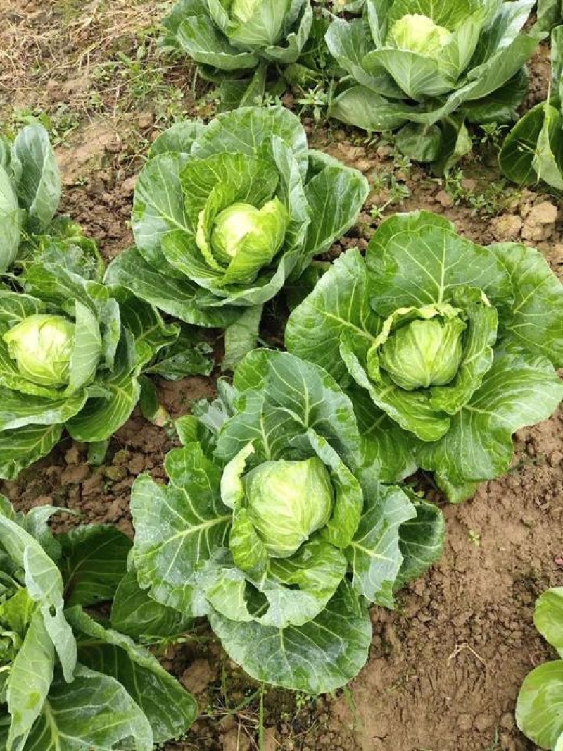 【春节促销】江西赣州自家种植圆包菜大量上市产地直发电话联系