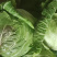 【春节促销】江西赣州自家种植圆包菜大量上市产地直发电话联系