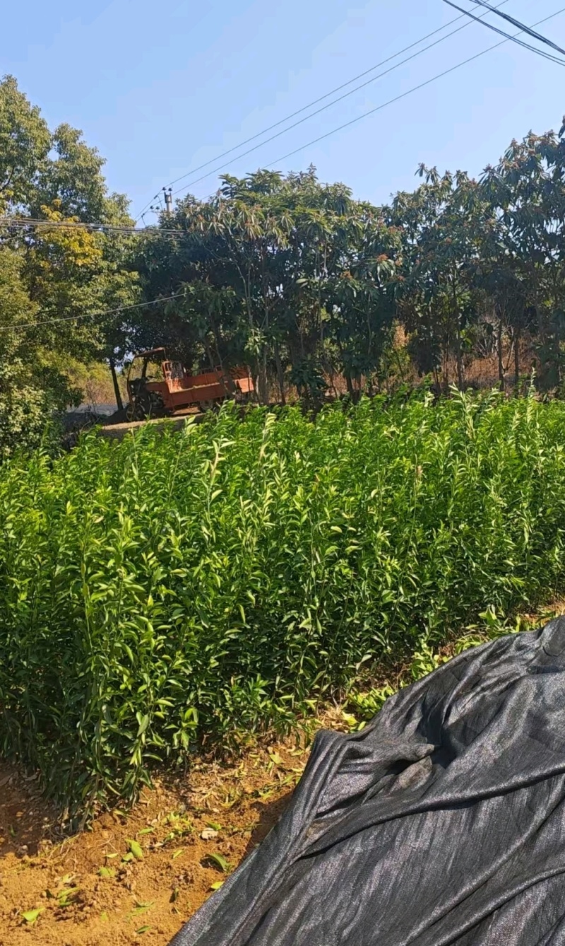 南丰蜜桔苗，苗圃直发，保质保量，可视频看货，诚信经营