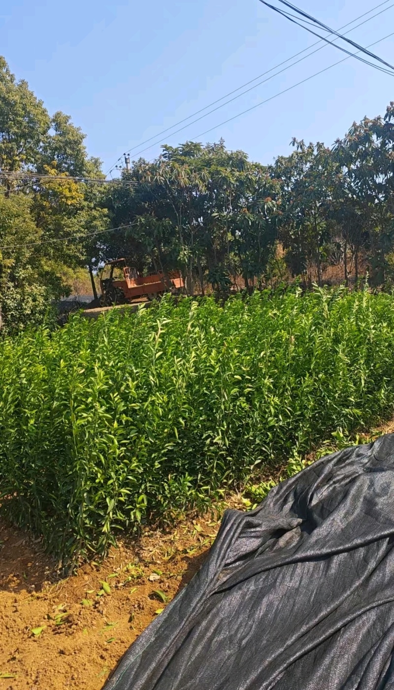 南丰蜜桔苗，苗圃直发，保质保量，可视频看货，诚信经营