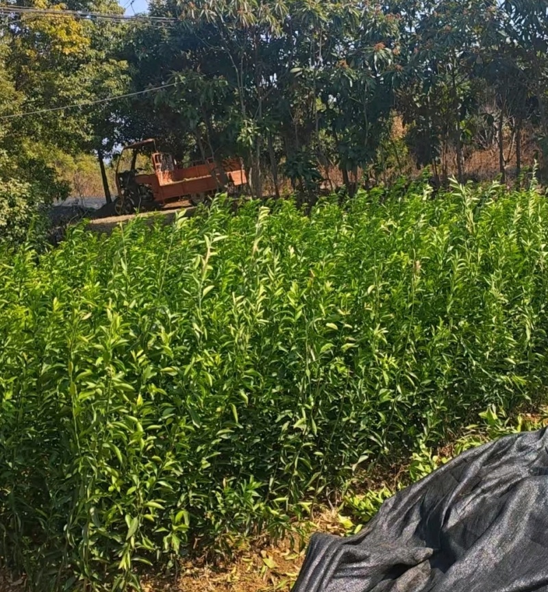 南丰蜜桔苗，苗圃直发，保质保量，可视频看货，诚信经营