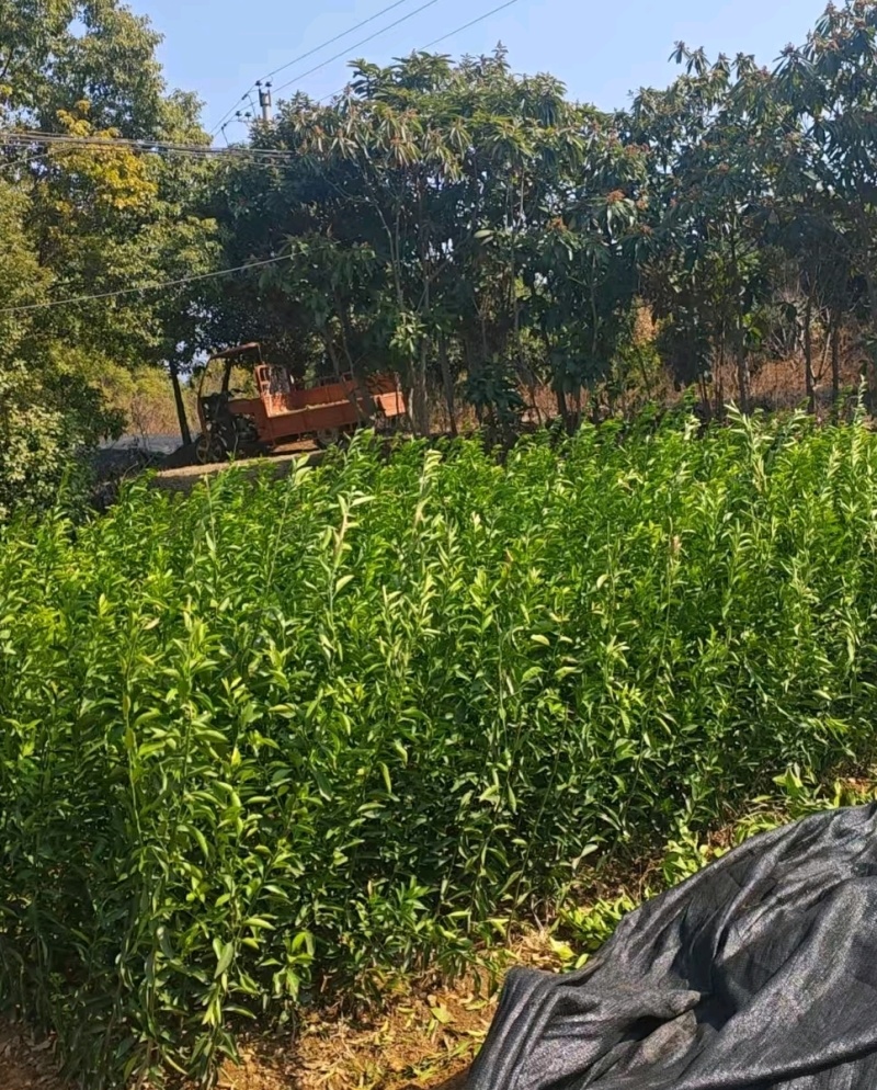 南丰蜜桔苗，苗圃直发，保质保量，可视频看货，诚信经营