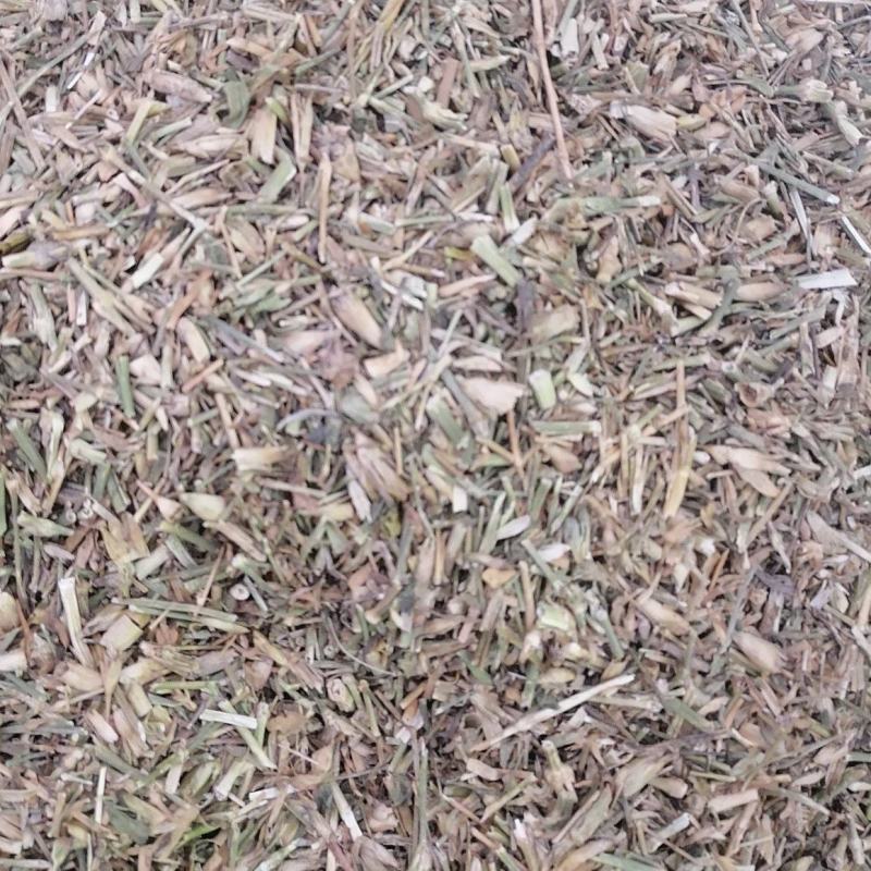 巨麦苣麦瞿麦