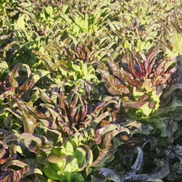 看上的老板你来