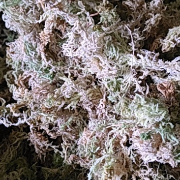 贵州优质水苔