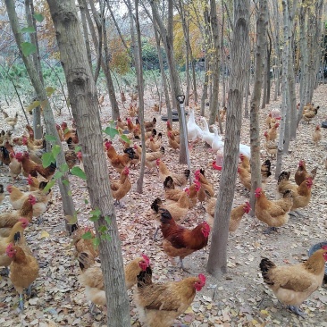 树林散养吃粮食土鸡