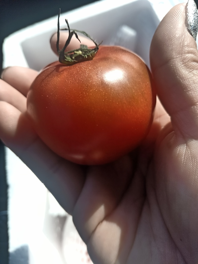 草莓番茄