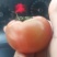 草莓番茄