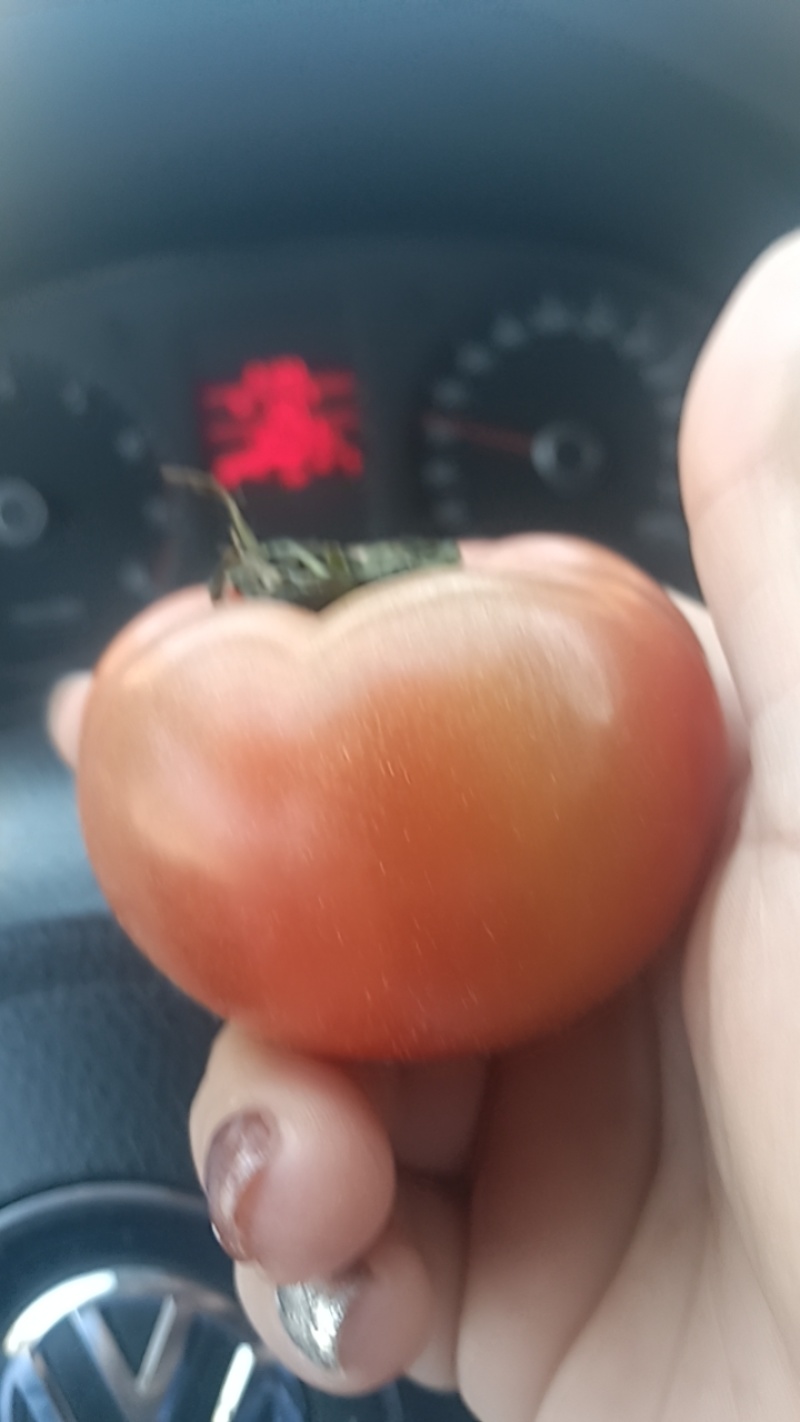 草莓番茄