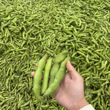 【蚕豆】带壳蚕豆/蚕豆/新鲜罗汉豆/产地直发价格便宜