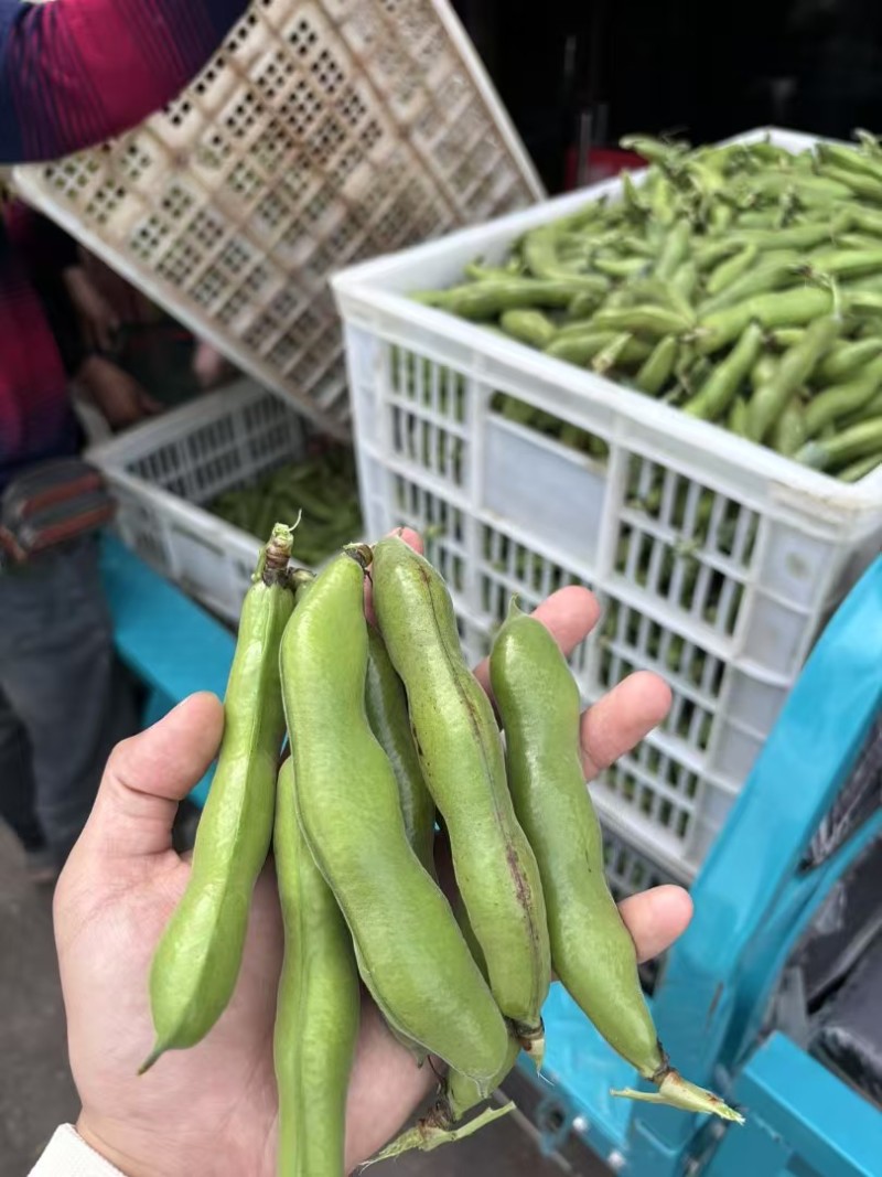【蚕豆】带壳蚕豆/蚕豆/新鲜罗汉豆/产地直发价格便宜