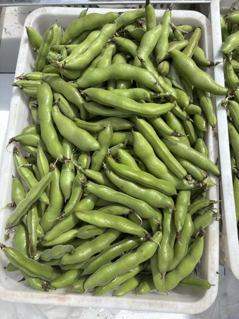 【蚕豆】带壳蚕豆/蚕豆/新鲜罗汉豆/产地直发价格便宜