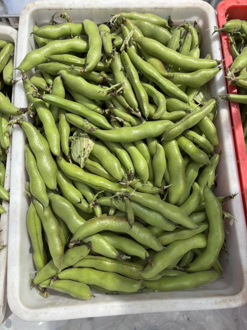 【蚕豆】带壳蚕豆/蚕豆/新鲜罗汉豆/产地直发价格便宜