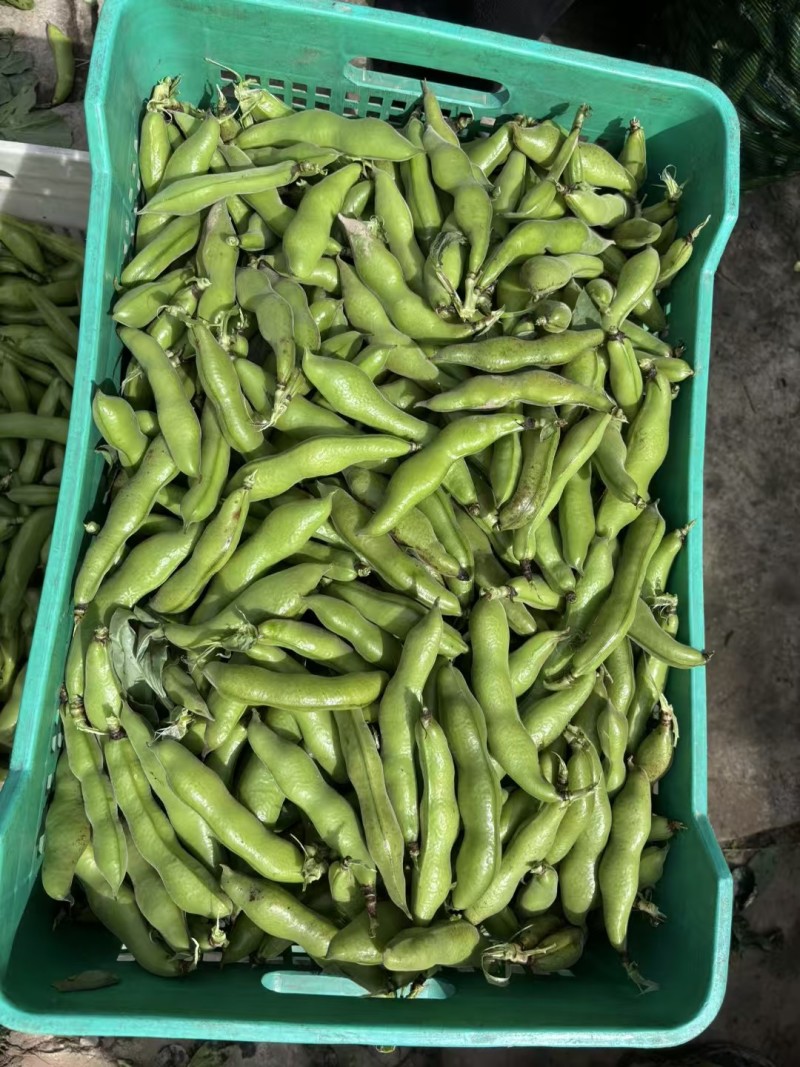 【蚕豆】带壳蚕豆/蚕豆/新鲜罗汉豆/产地直发价格便宜