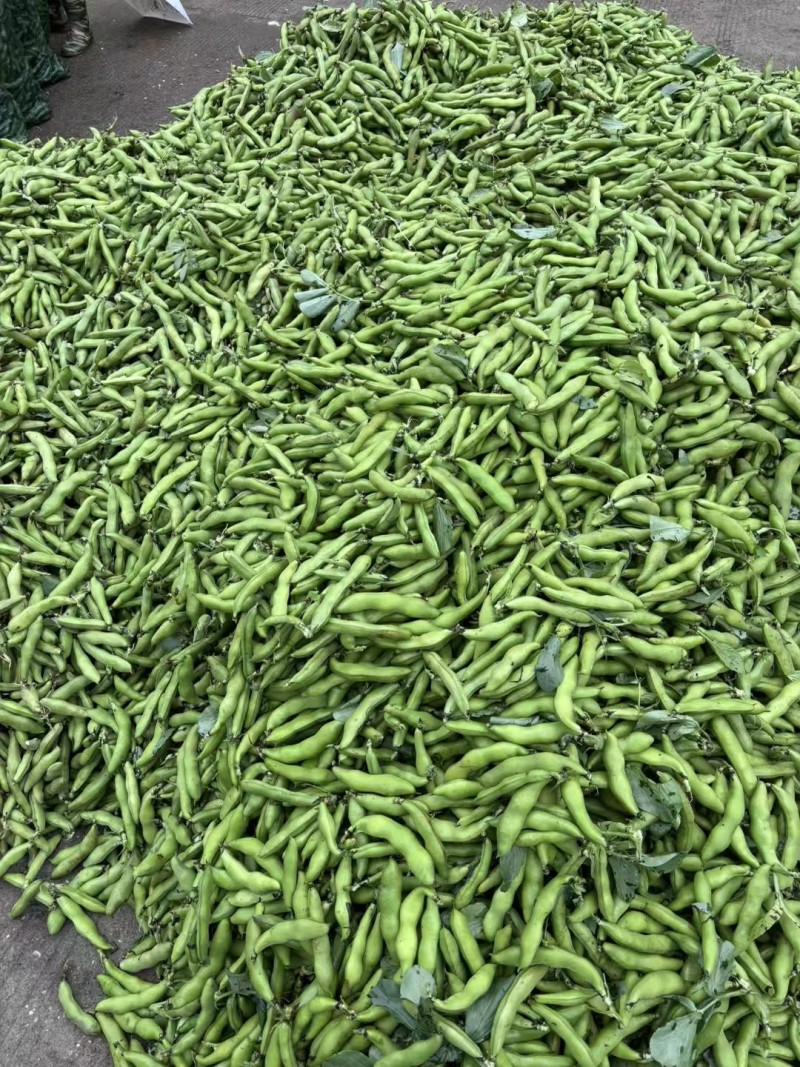 【蚕豆】带壳蚕豆/蚕豆/新鲜罗汉豆/产地直发价格便宜