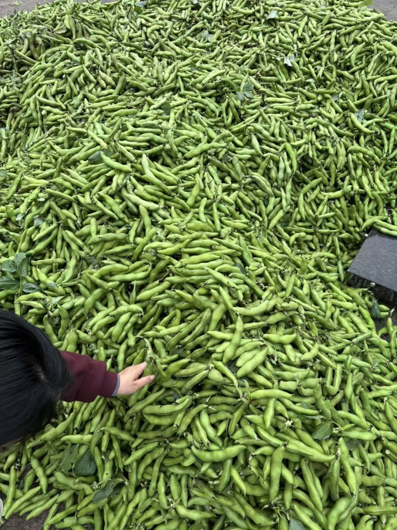【蚕豆】带壳蚕豆/蚕豆/新鲜罗汉豆/产地直发价格便宜