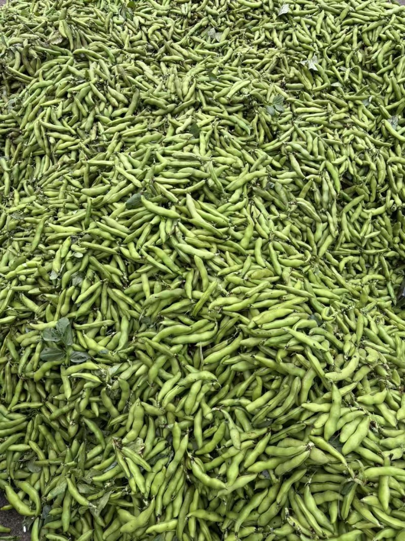 【蚕豆】带壳蚕豆/蚕豆/新鲜罗汉豆/产地直发价格便宜