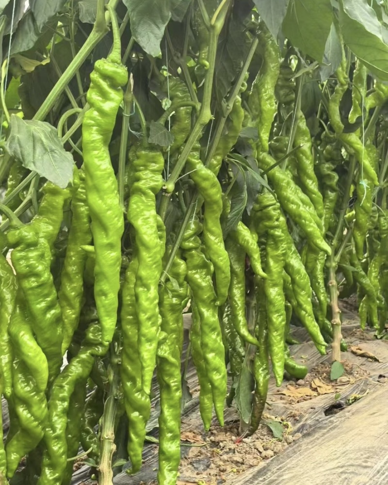 陇椒精品陇椒螺丝椒大量上市对接各大市场商超平台欢迎致电