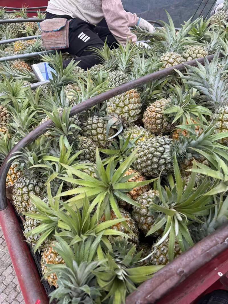 云南红河香水菠萝小果，产地直发，支持视频看货