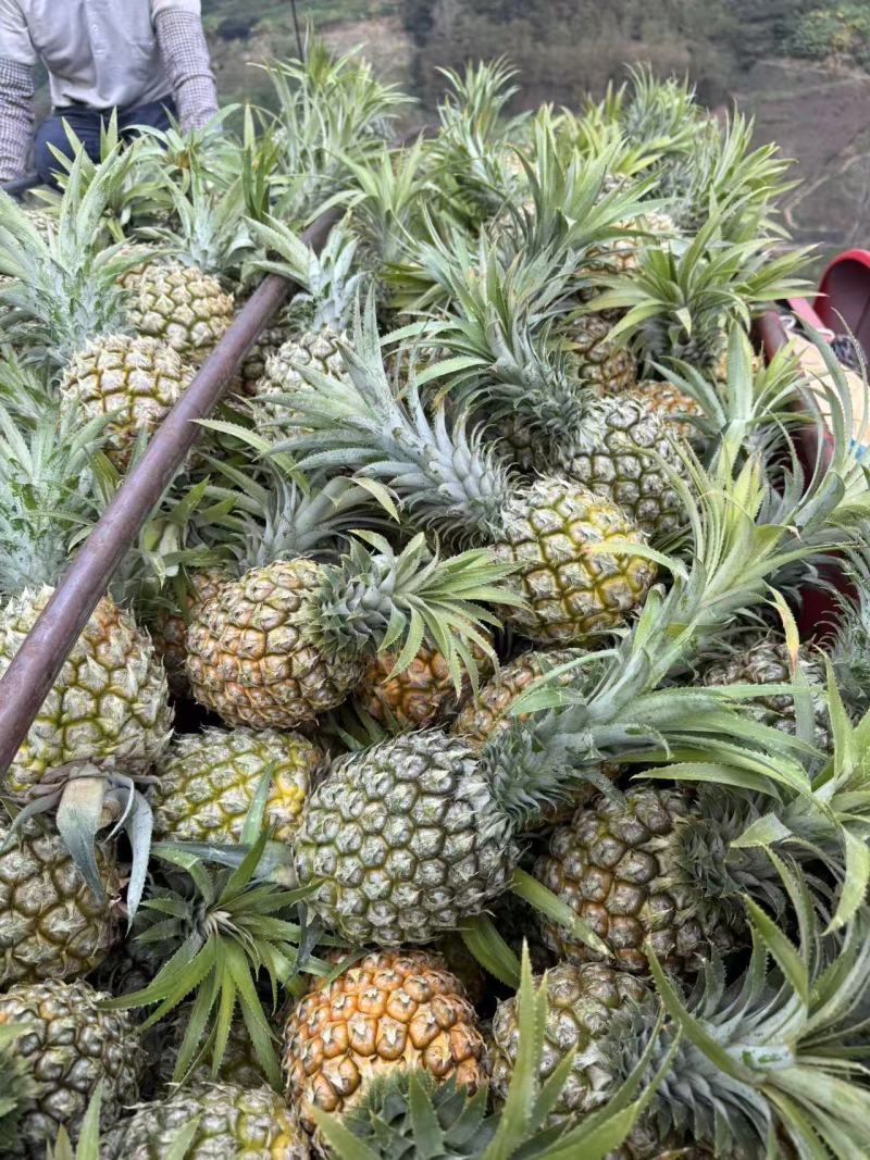 云南香水菠萝大果，产地直发，量大价优，支持视频看货