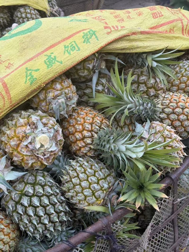 云南香水菠萝大果，产地直发，量大价优，支持视频看货