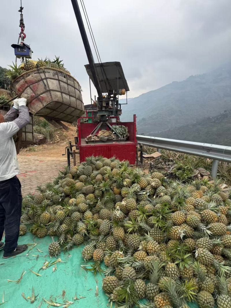 云南香水菠萝大果，产地直发，量大价优，支持视频看货