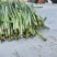 精品韭菜头茬韭菜