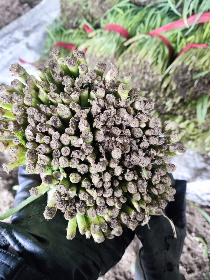 精品韭菜头茬韭菜