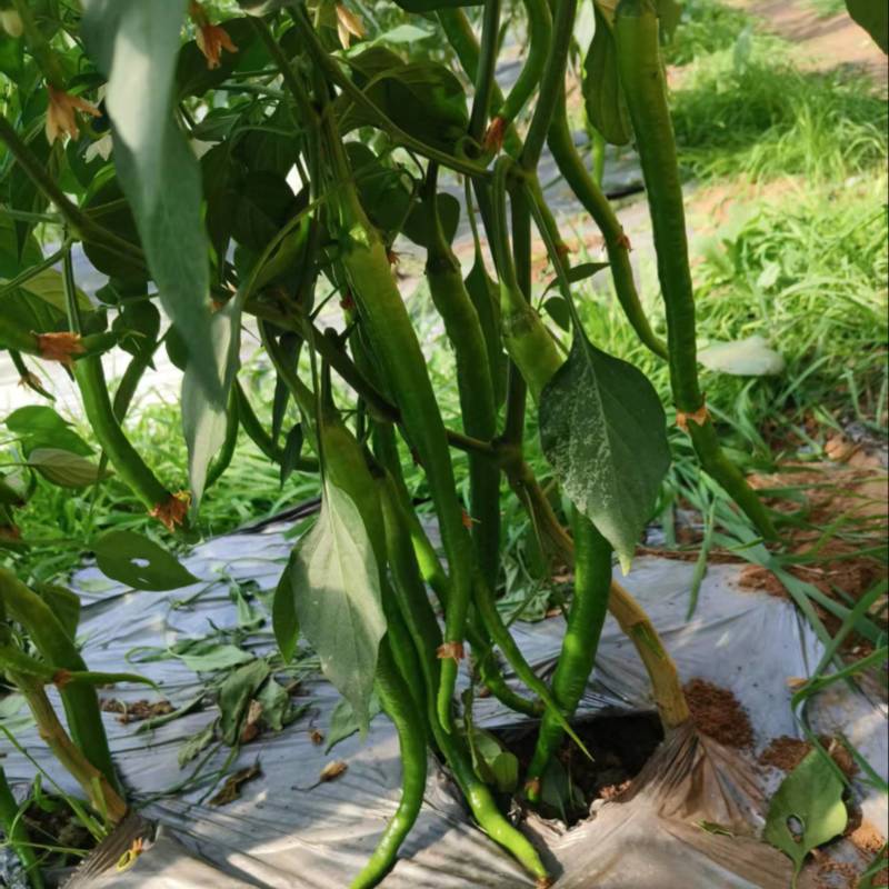 江苏线椒精品筛选现摘质量好，价格优惠，量大从优欢迎采购
