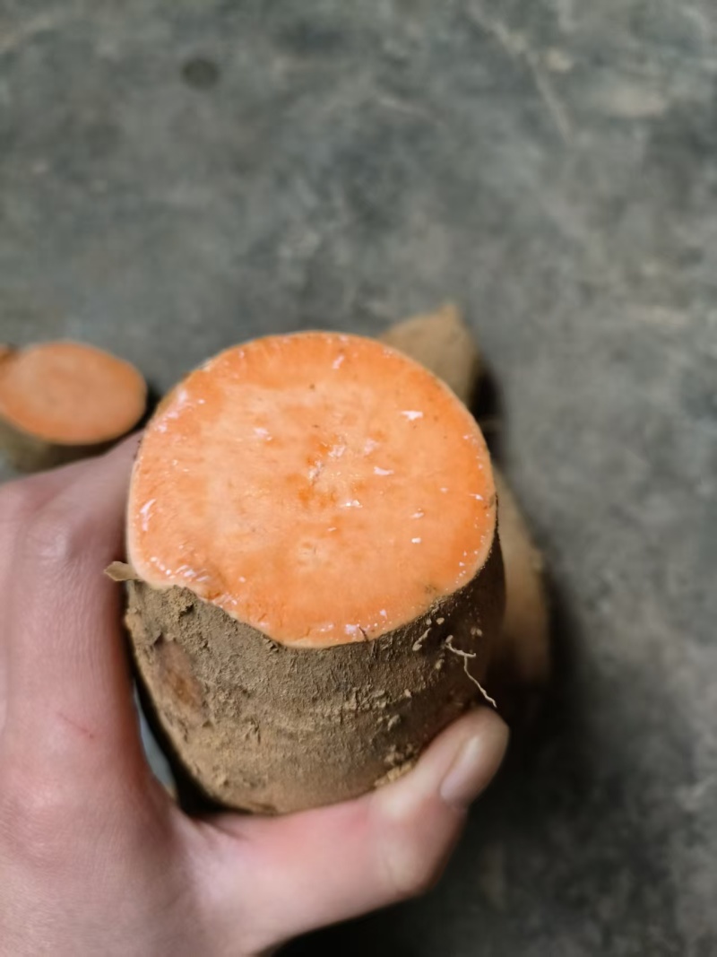 正宗新鲜高山蜜薯黄心香甜粉糯