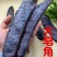 大皂角