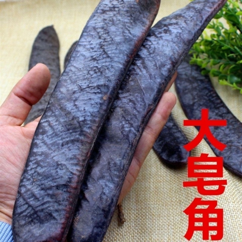 大皂角