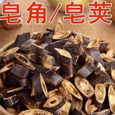 皂角皂荚
