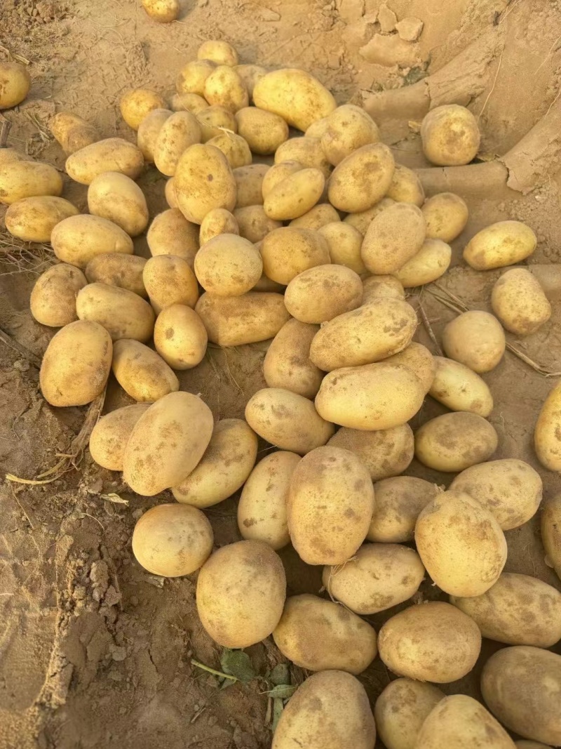 精品土豆，土豆产地直发，质量保证质量三包