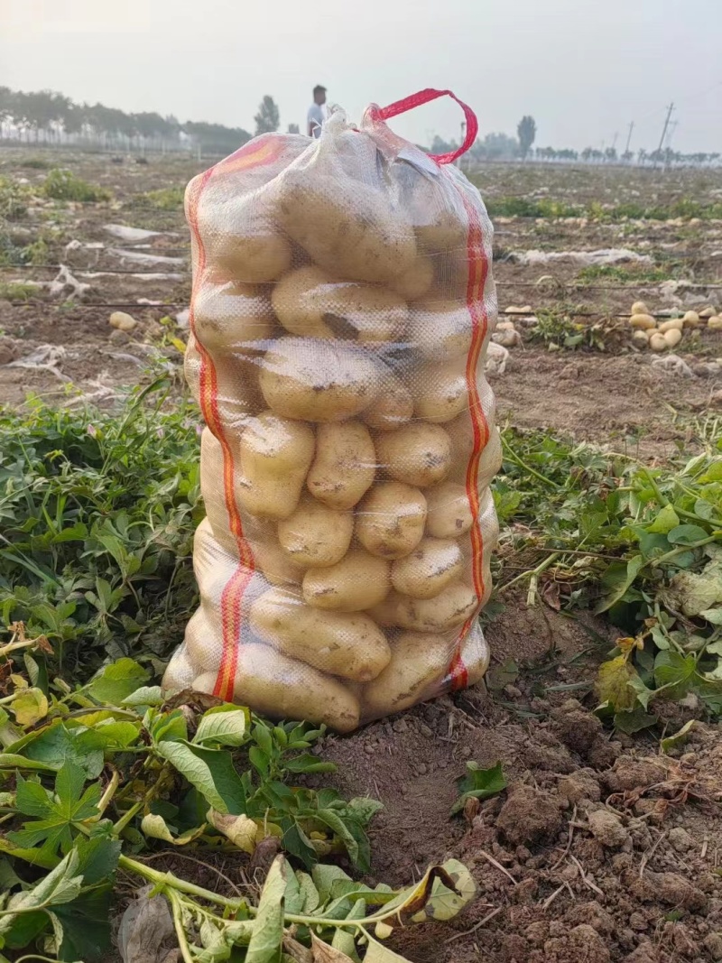 精品土豆，土豆产地直发，质量保证质量三包