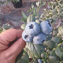 东北蓝莓