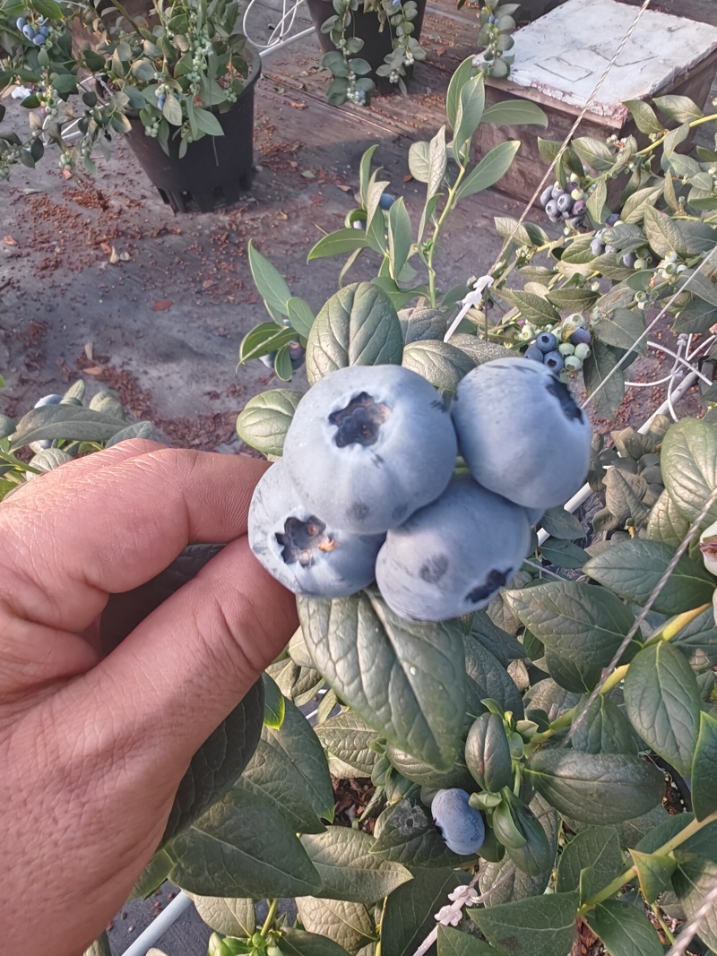 东北蓝莓