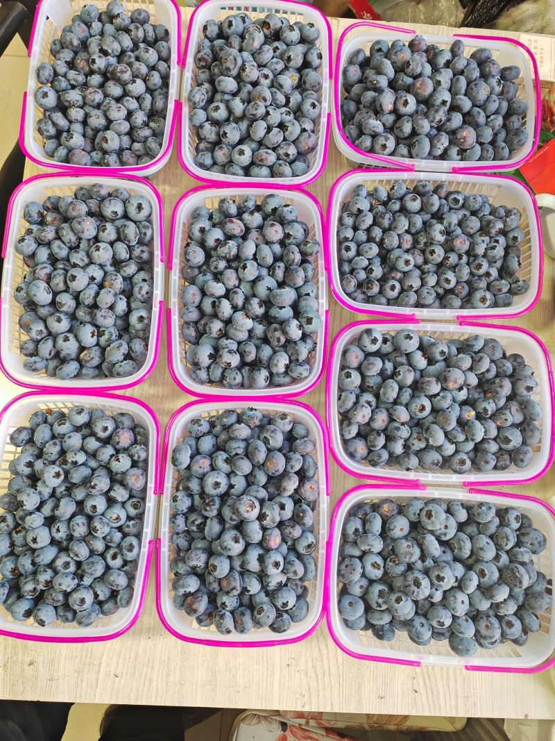 东北蓝莓