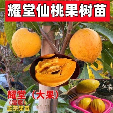 耀堂仙桃嫁接苗鸡蛋果台湾改良品种大果包甜盆栽明年结果