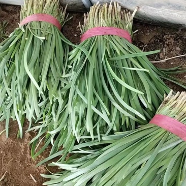 头刀紫根韭菜