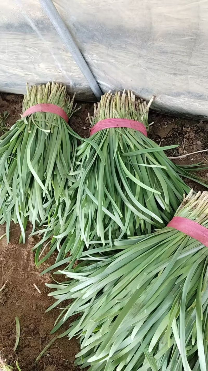 头刀紫根韭菜
