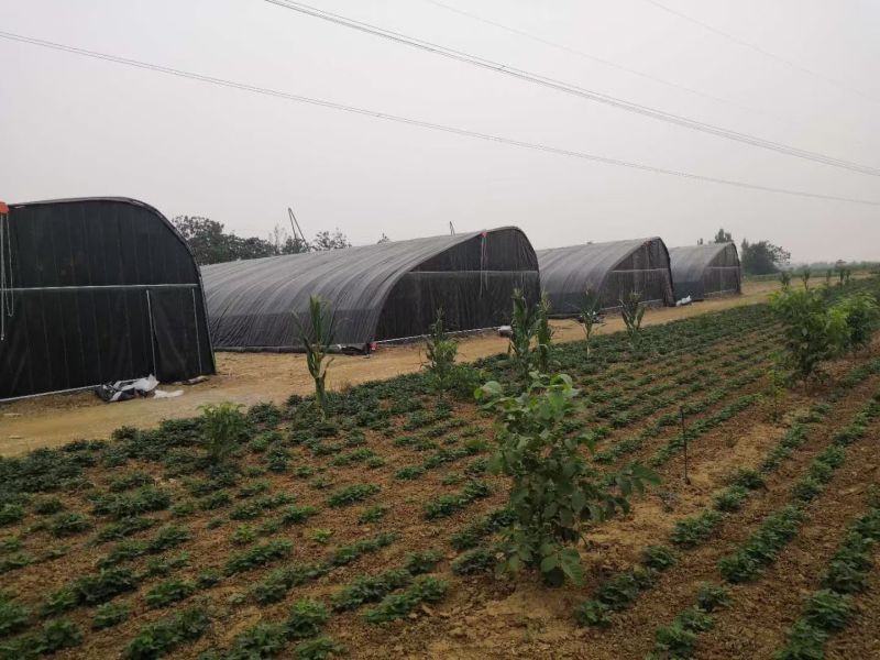 香菇大棚建设